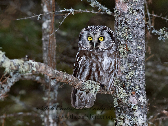 Aegolius funereus  BOREAL OWL 9065693