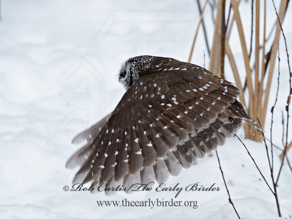 Aegolius funereus  BOREAL OWL 9065689