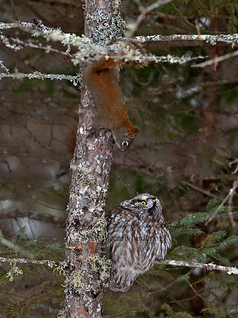 Aegolius funereus  BOREAL OWL 9065699