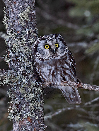 Aegolius funereus  BOREAL OWL 9065706