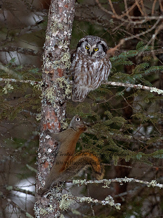 Aegolius funereus  BOREAL OWL 9065703