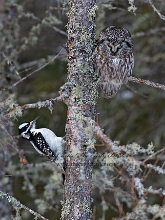 Aegolius funereus  BOREAL OWL 9065655