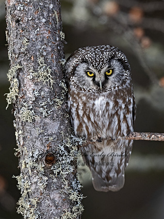 Aegolius funereus  BOREAL OWL 3017631