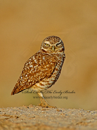Athene cunicularia  BURROWING OWL 108405