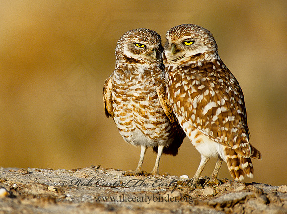 Athene cunicularia  BURROWING OWL 108330