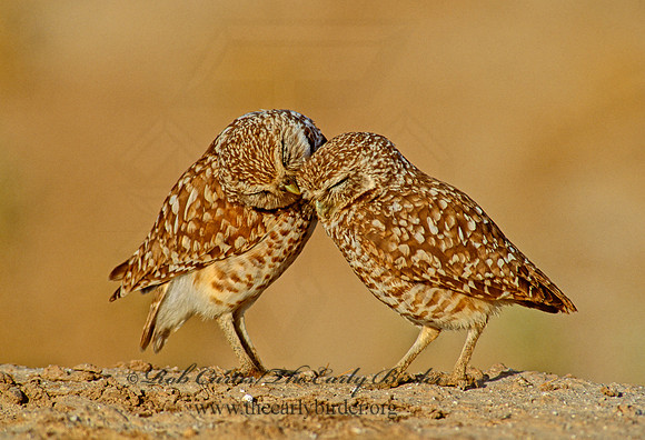 Athene cunicularia  BURROWING OWL 108601