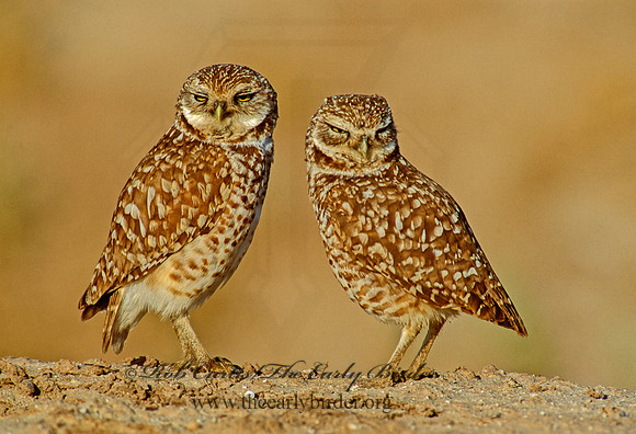 Athene cunicularia  BURROWING OWL 108616