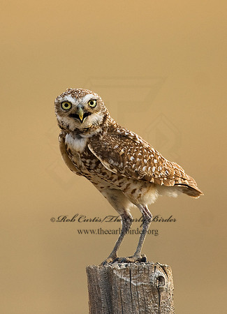 Athene cunicularia  BURROWING OWL 7011558