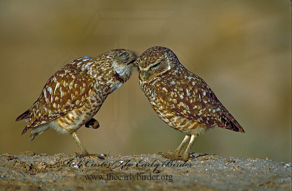 Athene cunicularia  BURROWING OWL