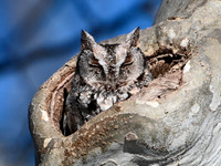 Otus asio EASTERN SCREECH OWL 3016919