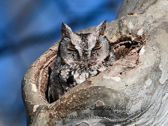 Otus asio  EASTERN SCREECH OWL 3016919