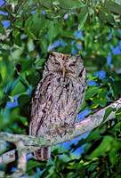 Otus asio EASTERN SCREECH OWL 70401