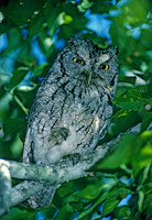 Otus asio EASTERN SCREECH OWL 70231