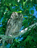 Otus asio EASTERN SCREECH OWL 70402