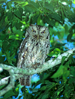 Otus asio EASTERN SCREECH OWL 70408