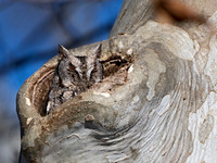 Otus asio EASTERN SCREECH OWL 3016932