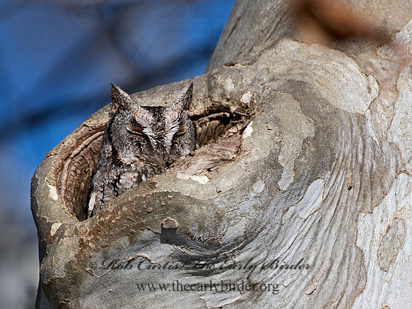 Otus asio  EASTERN SCREECH OWL 3016932