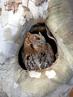 Otus asio EASTERN SCREECH OWL 3016938