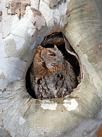 Otus asio  EASTERN SCREECH OWL 3016938