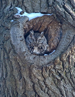 Otus asio EASTERN SCREECH OWL 5017858