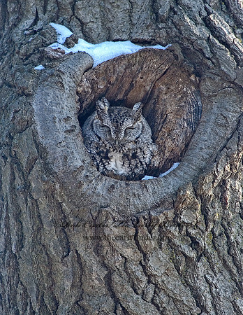 Otus asio  EASTERN SCREECH OWL 5017858