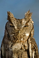 Otus asio EASTERN SCREECH OWL 5017882