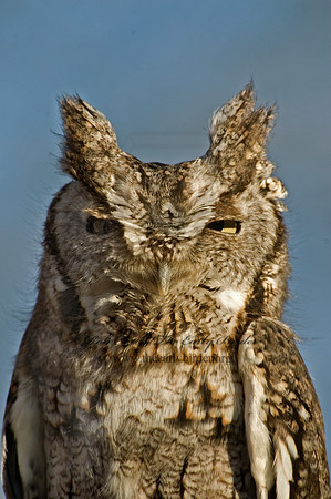 Otus asio  EASTERN SCREECH OWL 5017882