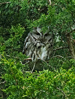 Otus asio EASTERN SCREECH OWL 6004996