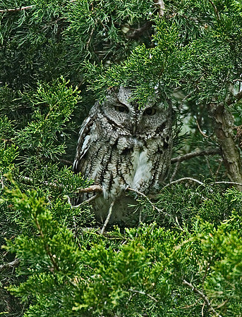 Otus asio  EASTERN SCREECH OWL 6004996