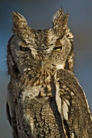 Otus asio EASTERN SCREECH OWL 5017888