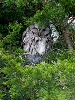 Otus asio EASTERN SCREECH OWL 6005003