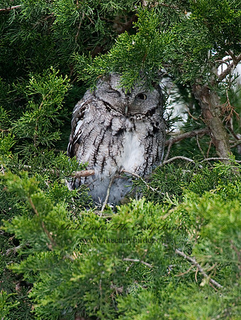 Otus asio  EASTERN SCREECH OWL 6005003