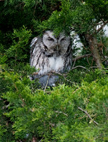 Otus asio EASTERN SCREECH OWL 6005007