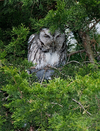 Otus asio  EASTERN SCREECH OWL 6005007
