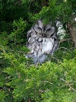 Otus asio EASTERN SCREECH OWL 6005012