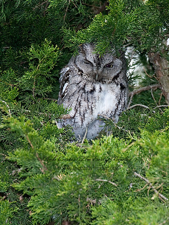 Otus asio  EASTERN SCREECH OWL 6005012