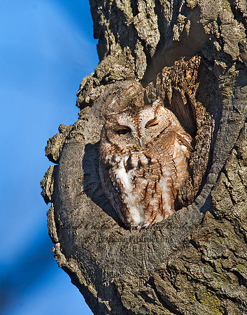 Otus asio  EASTERN SCREECH OWL 8009548