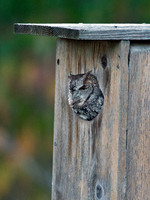 Otus asio  EASTERN SCREECH OWL 9006006