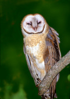 Tyto alba BARN OWL 164335-2