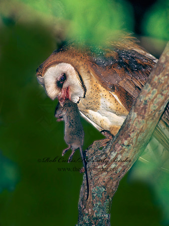 Tyto alba  BARN OWL 164408-2