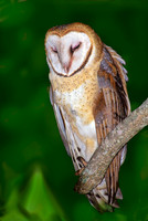Tyto alba BARN OWL 164337-2