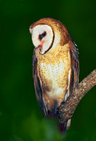 Tyto alba BARN OWL 164401-2