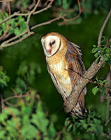 Tyto alba BARN OWL 164012-2
