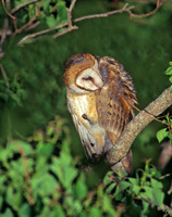 Tyto alba BARN OWL 164018