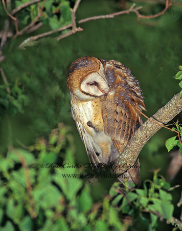 Tyto alba  BARN OWL 164018