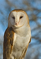 Tyto alba BARN OWL 5017878
