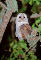 Tyto alba BARN OWL 154333