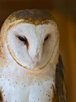 Tyto alba BARN OWL 5003210