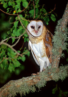Tyto alba BARN OWL 164522