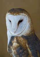 Tyto alba BARN OWL 5003228